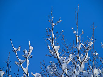 Snow-covered tree branches against a clear blue winter sky