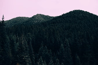 Dark Pine Forest Mountain Range Under Pink Sky