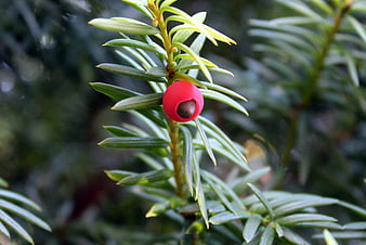 Close-up of red yew berry on green coniferous branch