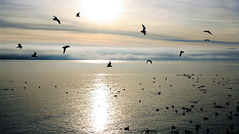 Seagulls Flying Over Calm Lake At Sunrise