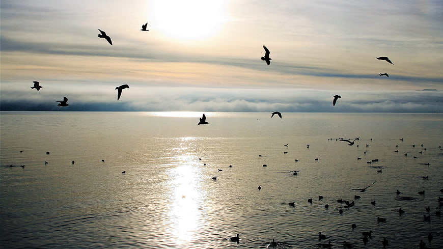 Seagulls Flying Over Calm Lake At Sunrise