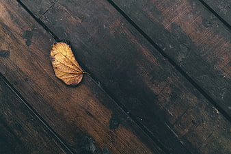 Dried yellow leaf on dark rustic wooden planks