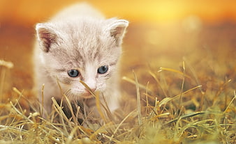 Adorable Fluffy Kitten in Golden Grass