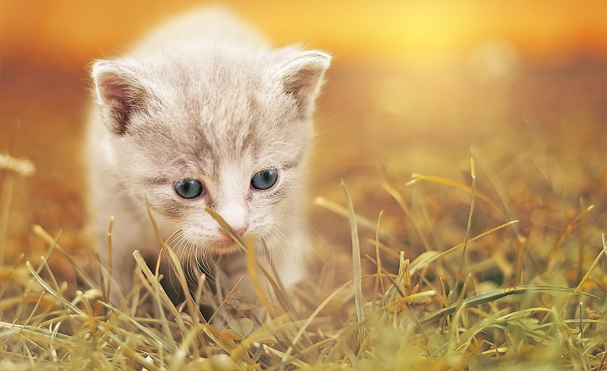 Adorable Fluffy Kitten in Golden Grass