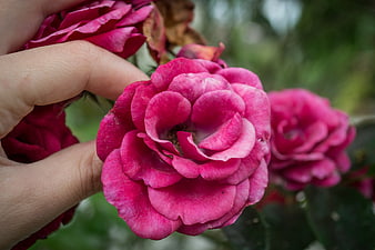 Close-up of hand holding vibrant pink rose flower