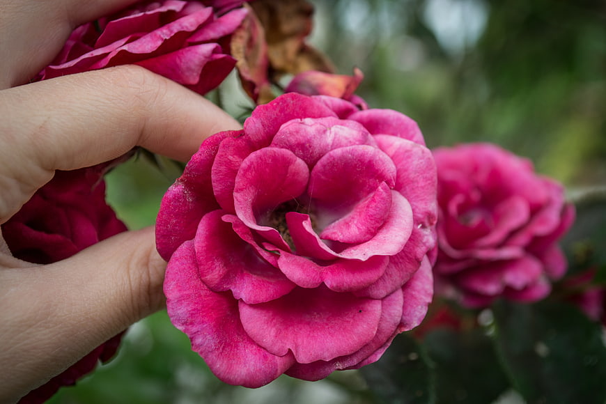 Close-up of hand holding vibrant pink rose flower