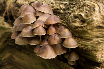 Cluster of small brown mushrooms growing on a rotting log