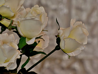 Close-up of elegant white roses with soft blurred background