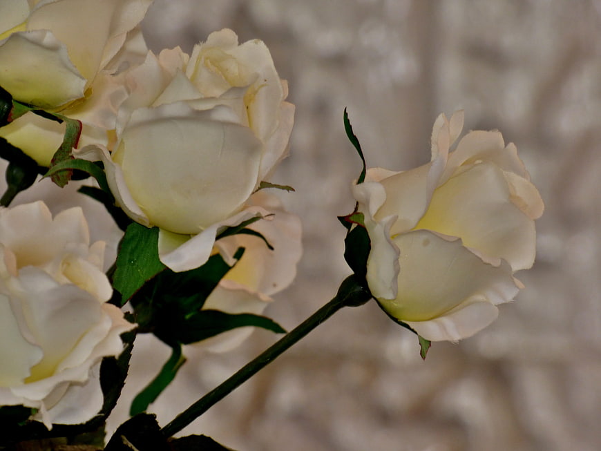 Close-up of elegant white roses with soft blurred background