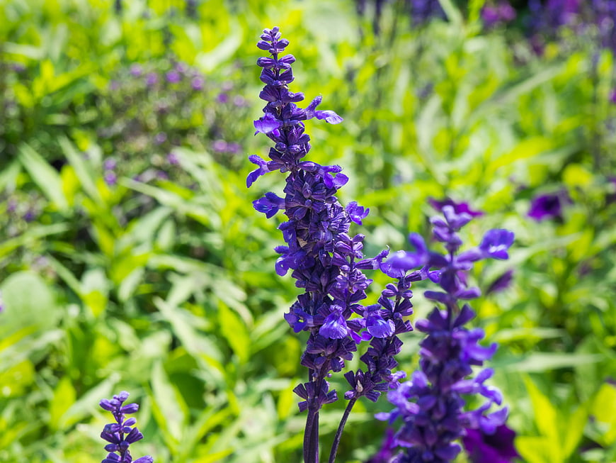 Close-up of vibrant purple salvia flowers in a garden