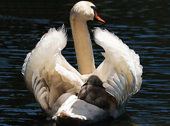 Mute Swan Carrying Grey Cygnet on Back in Dark Water