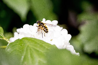 Hover fly on white hydrangea flower close-up