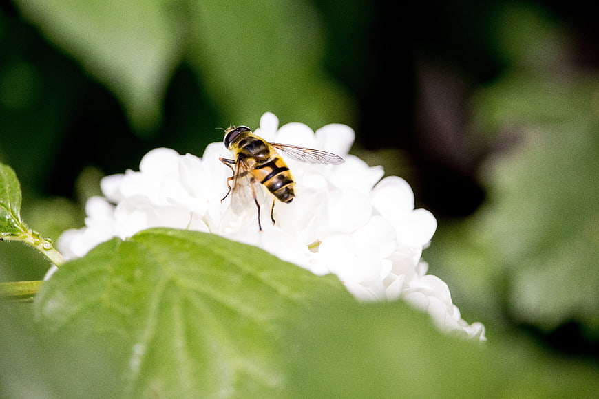 Hover fly on white hydrangea flower close-up