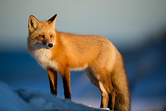 Red Fox Standing in Snowy Winter Landscape