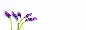 Purple Grape Hyacinth Stems On White Background With Negative Space