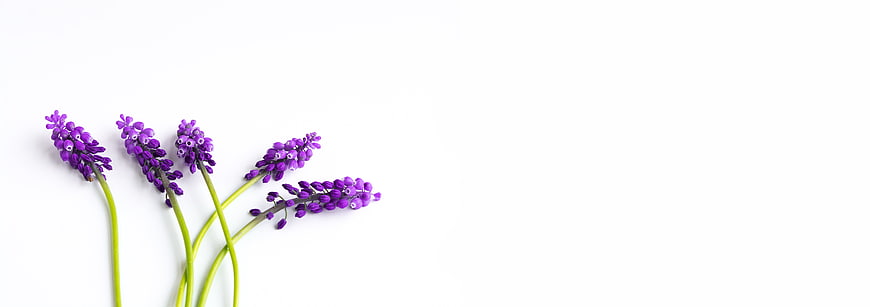 Purple Grape Hyacinth Stems On White Background With Negative Space