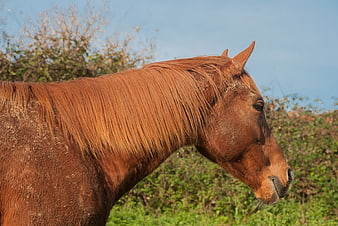 Profile of a brown horse with long mane in a field