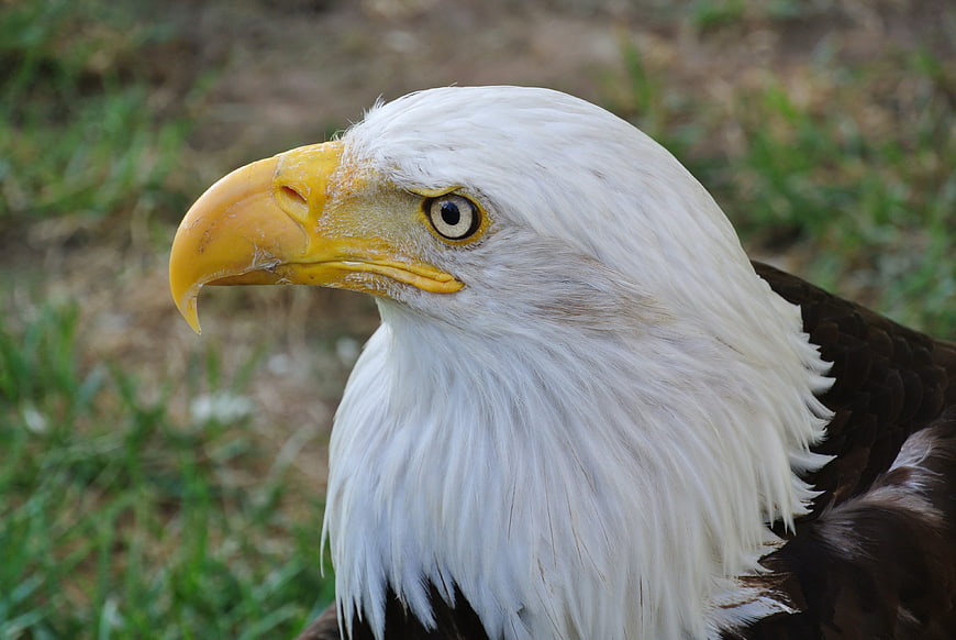 Close-up portrait of a bald eagle head in profile