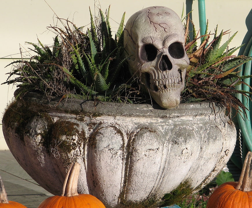Spooky Halloween Skull in Weathered Planter with Pumpkins