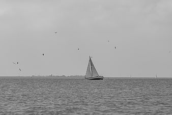 Lone Sailboat on Calm Sea with Flying Birds