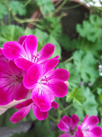 Close-up of vibrant pink geranium flowers with green leaves
