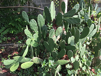 Prickly Pear Cactus in Garden