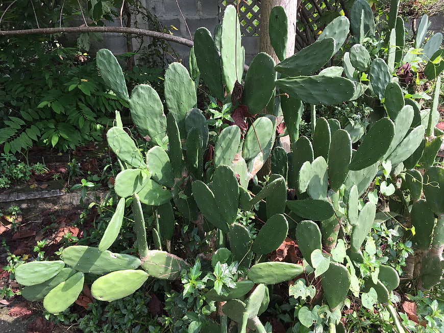 Prickly Pear Cactus in Garden