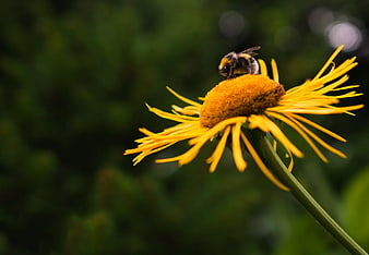 Bumblebee Pollinating Yellow Flower Close-Up