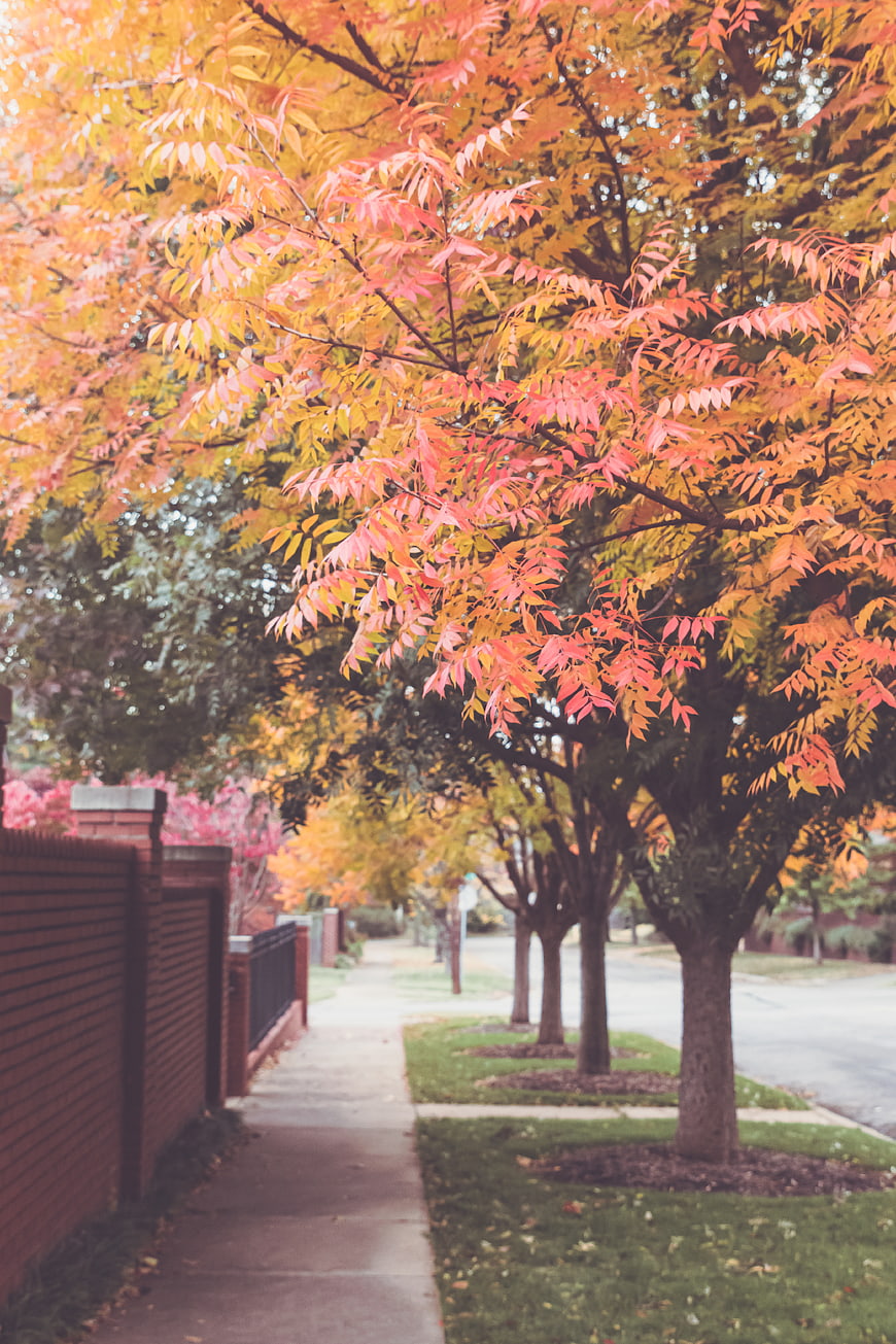 Vibrant autumn trees lining a quiet suburban sidewalk
