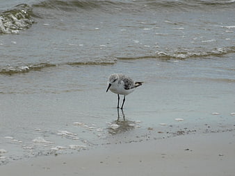 Sanderling bird foraging on wet sandy beach shoreline