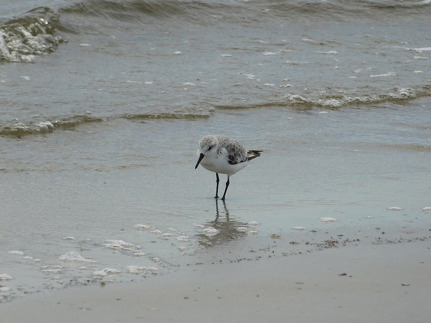 Sanderling bird foraging on wet sandy beach shoreline