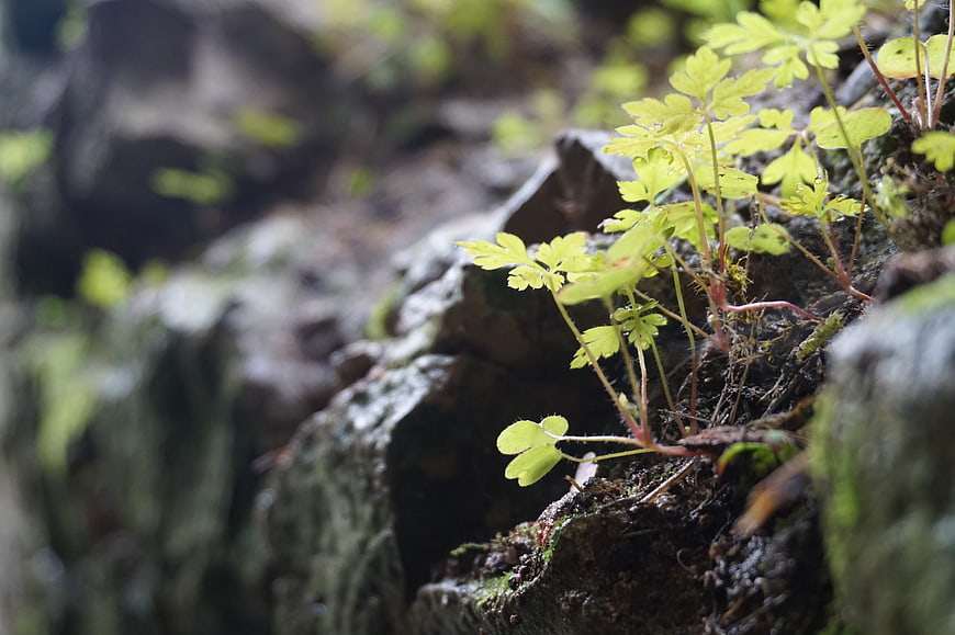 Small green plant growing on dark stone wall