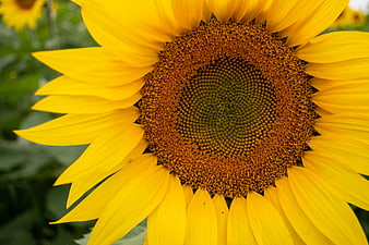 Close-up of a vibrant yellow sunflower with detailed center