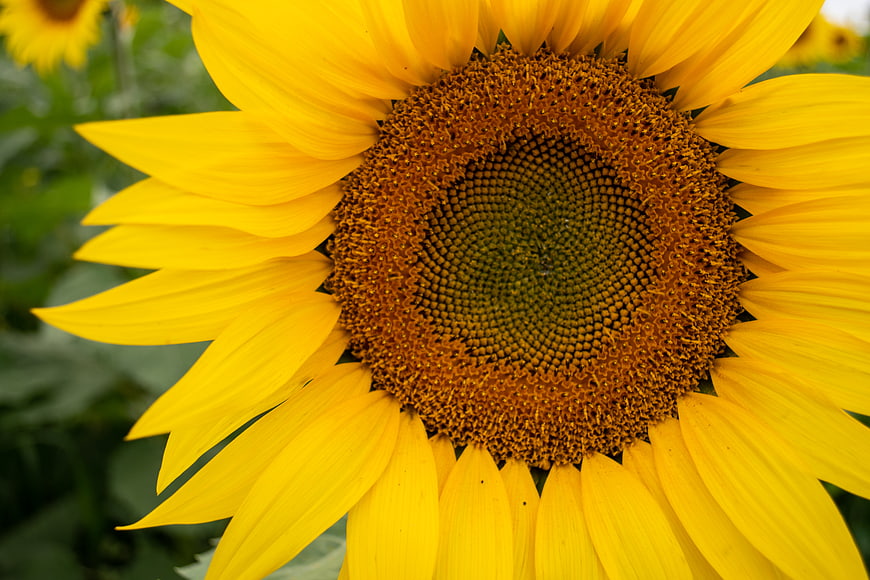 Close-up of a vibrant yellow sunflower with detailed center