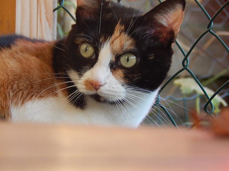 Close-up portrait of a calico cat with green eyes