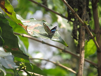 Colorful butterfly resting on a green leaf in a forest