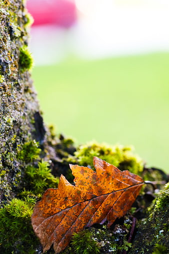 Close-up of dried autumn leaf on mossy tree bark