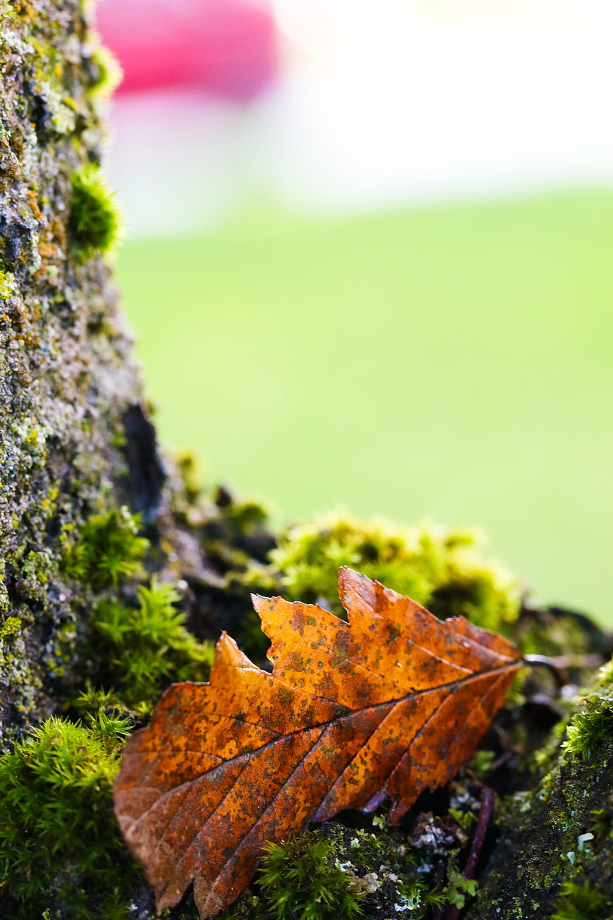 Close-up of dried autumn leaf on mossy tree bark