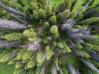 Aerial drone view of mixed forest with dead trees