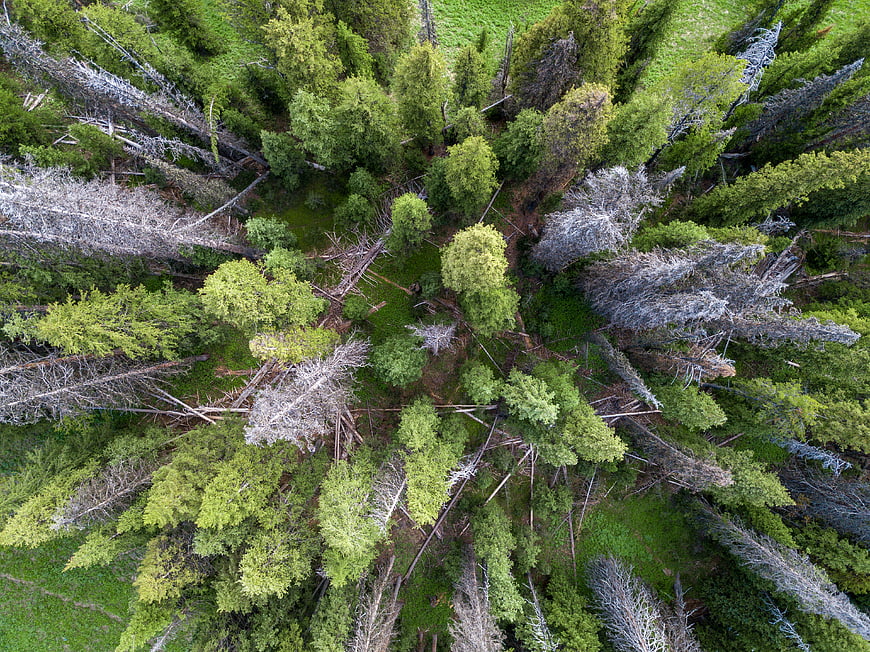 Aerial drone view of mixed forest with dead trees