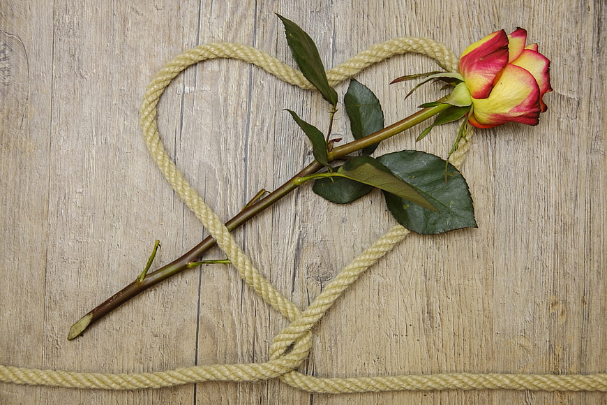 Red and yellow rose with rope heart on wood