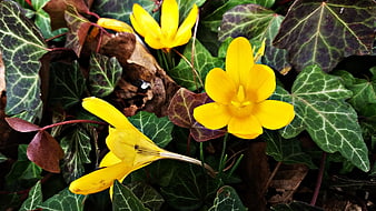 Yellow Crocus Flowers Blooming Among Green Ivy Leaves