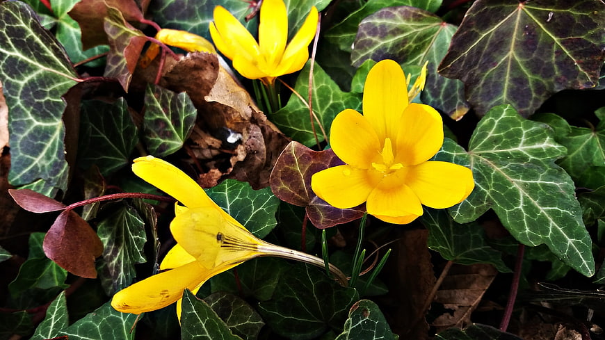 Yellow Crocus Flowers Blooming Among Green Ivy Leaves