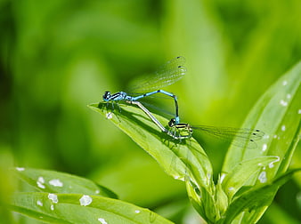 Blue Damselflies Mating on Green Leaf Macro Nature