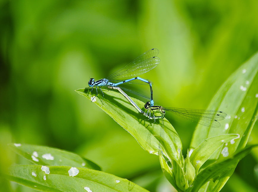 Blue Damselflies Mating on Green Leaf Macro Nature