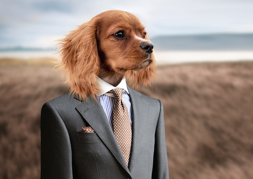 Cocker Spaniel Dog Wearing Business Suit on Beach