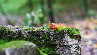 Close-up of orange maple leaf on mossy stone wall in autumn forest