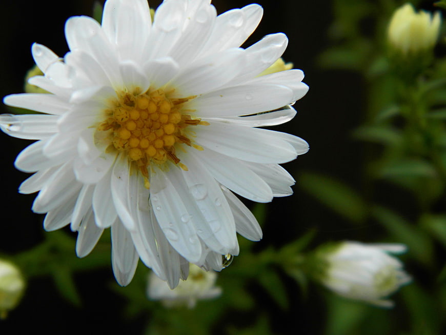 Close-up of White Aster Flower with Water Droplets