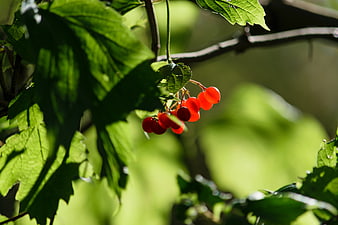 Sunlit red berries hanging on a green leafy branch