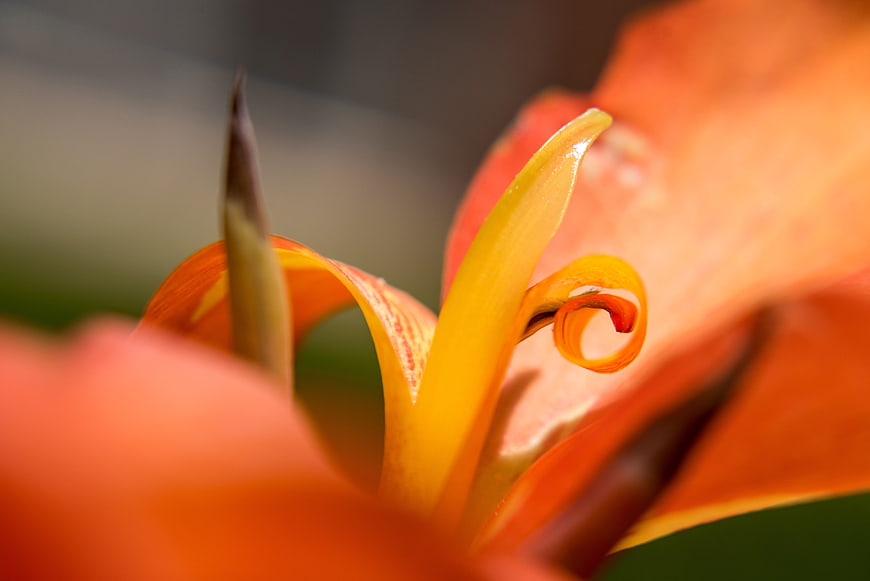 Macro Close-Up of Vibrant Orange Canna Lily Flower